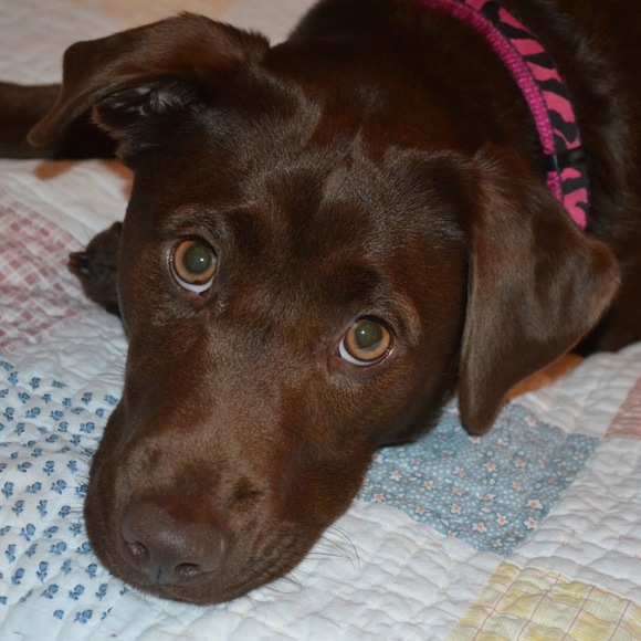 Meet your Posher, Madison - Picture 1 of 1